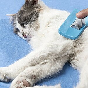 Уход за длинношёрстной кошкой